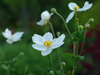 Anemone hybrida 'Honorine Jobert'